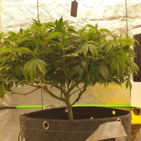 Das Baum projekt  growlog timeline photo