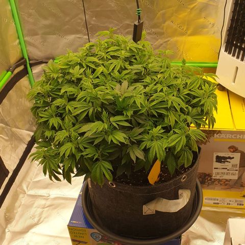 Das Baum projekt  growlog timeline photo