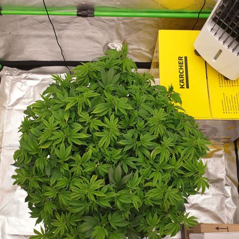 Das Baum projekt  growlog timeline photo