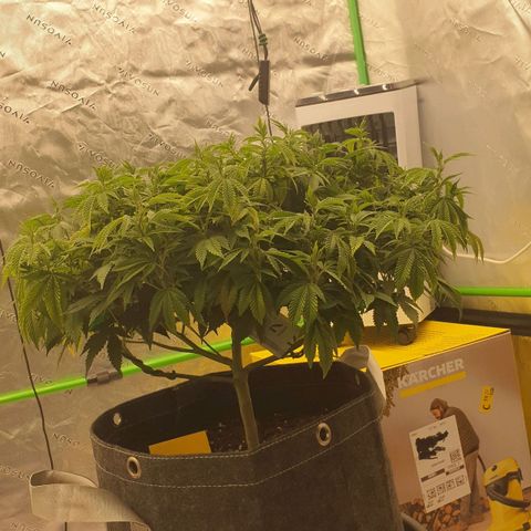 Das Baum projekt  growlog timeline photo