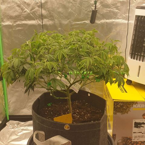 Das Baum projekt  growlog timeline photo