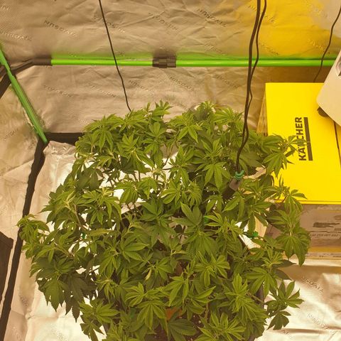 Das Baum projekt  growlog timeline photo