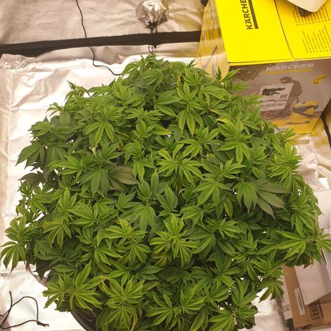 Das Baum projekt  growlog timeline photo