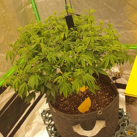 Das Baum projekt  growlog timeline photo