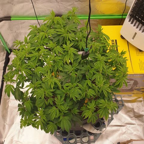 Das Baum projekt  growlog timeline photo