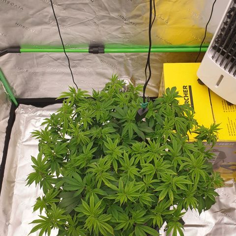 Das Baum projekt  growlog timeline photo