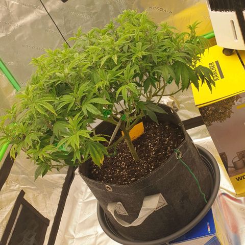 Das Baum projekt  growlog timeline photo