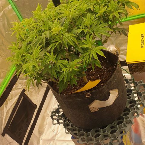 Das Baum projekt  growlog timeline photo