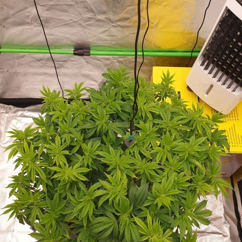 Das Baum projekt  growlog timeline photo
