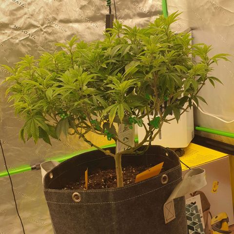 Das Baum projekt  growlog timeline photo