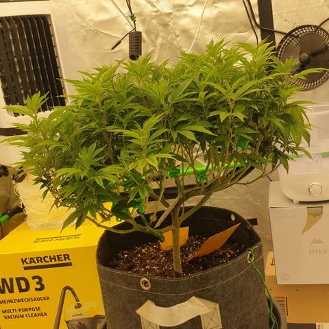 Das Baum projekt  growlog timeline photo