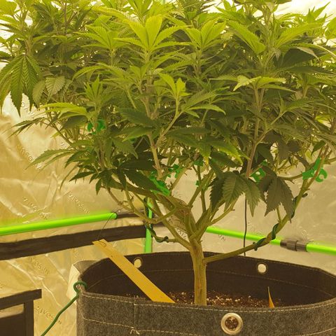 Das Baum projekt  growlog timeline photo