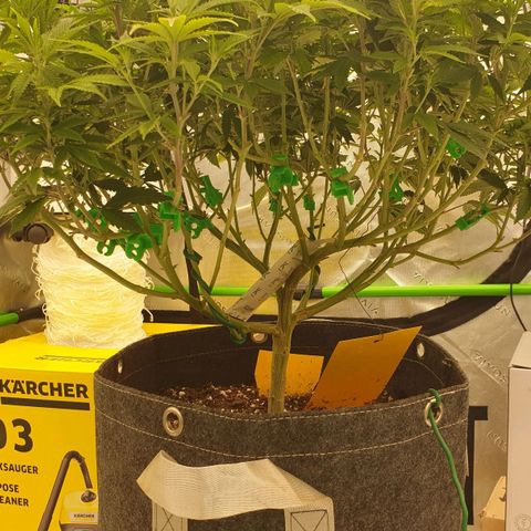 Das Baum projekt  growlog timeline photo