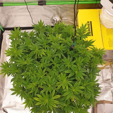 Das Baum projekt  growlog timeline photo
