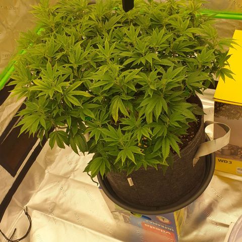 Das Baum projekt  growlog timeline photo