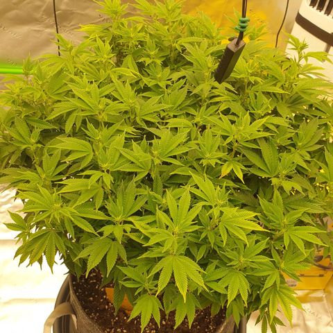 Das Baum projekt  growlog timeline photo