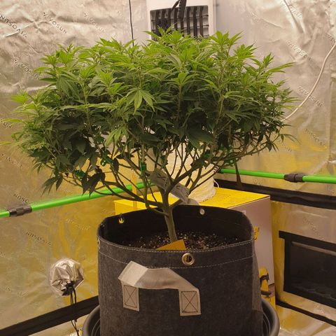 Das Baum projekt  growlog timeline photo