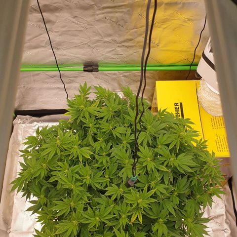 Das Baum projekt  growlog timeline photo
