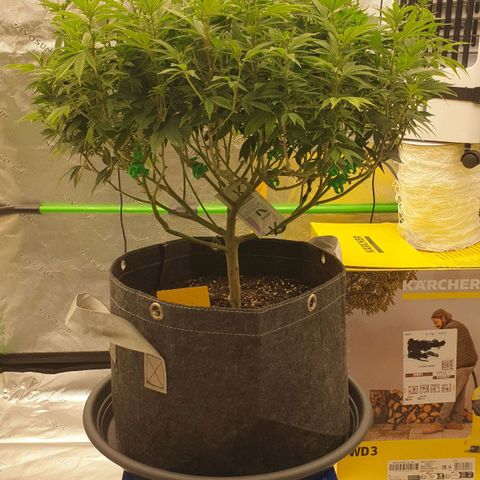 Das Baum projekt  growlog timeline photo