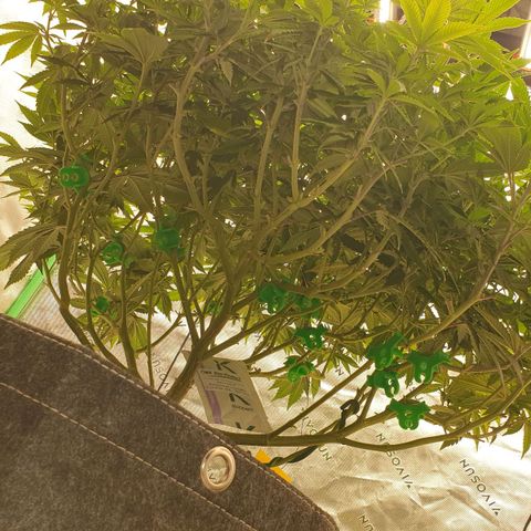 Das Baum projekt  growlog timeline photo