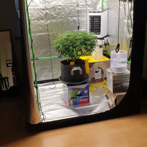 Das Baum projekt  growlog timeline photo