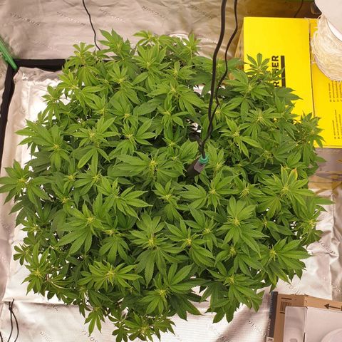 Das Baum projekt  growlog timeline photo