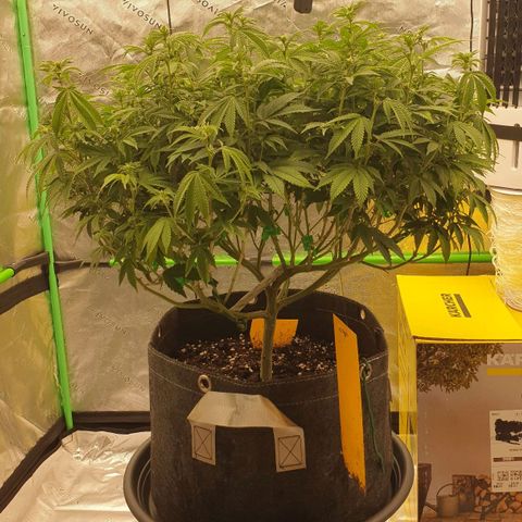 Das Baum projekt  growlog timeline photo