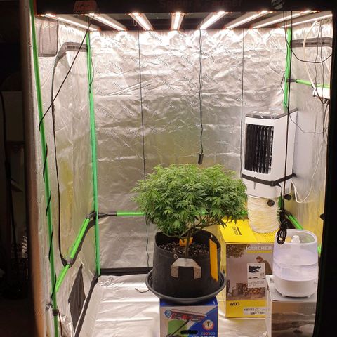 Das Baum projekt  growlog timeline photo