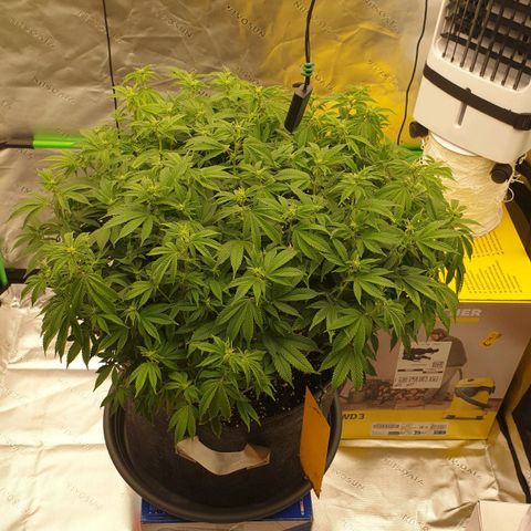 Das Baum projekt  growlog timeline photo