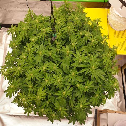 Das Baum projekt  growlog timeline photo