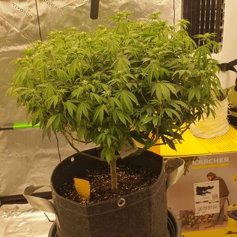 Das Baum projekt  growlog timeline photo