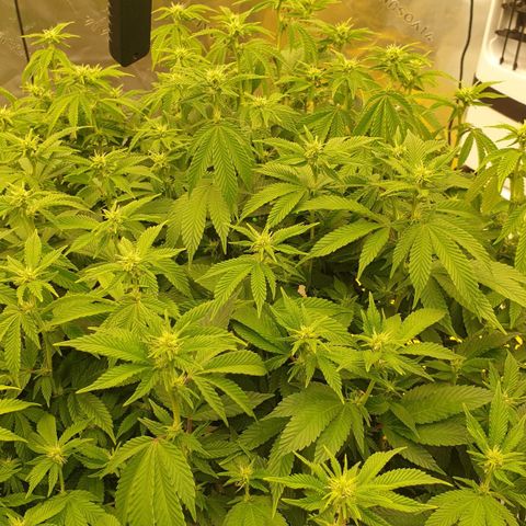 Das Baum projekt  growlog timeline photo
