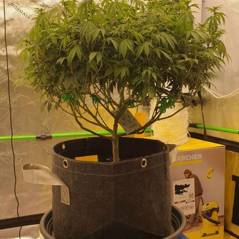 Das Baum projekt  growlog timeline photo