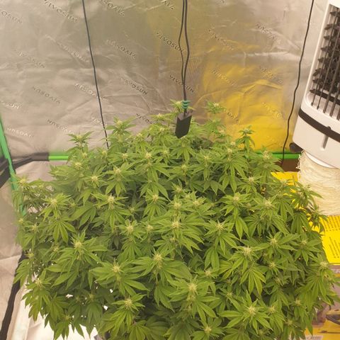 Das Baum projekt  growlog timeline photo