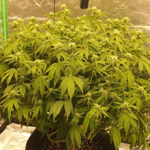 Das Baum projekt  growlog timeline photo