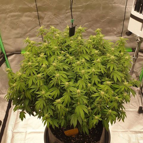 Das Baum projekt  growlog timeline photo