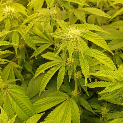 Das Baum projekt  growlog timeline photo