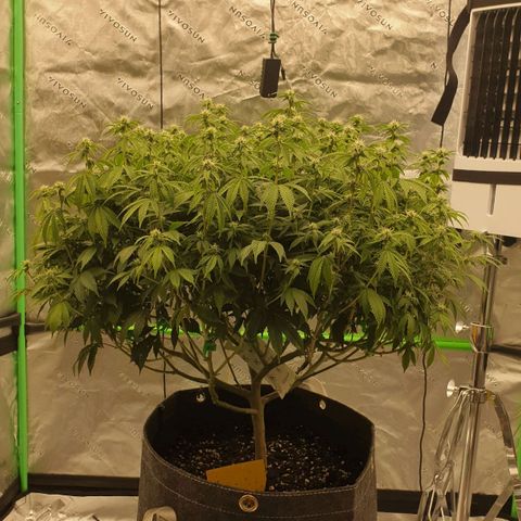 Das Baum projekt  growlog timeline photo