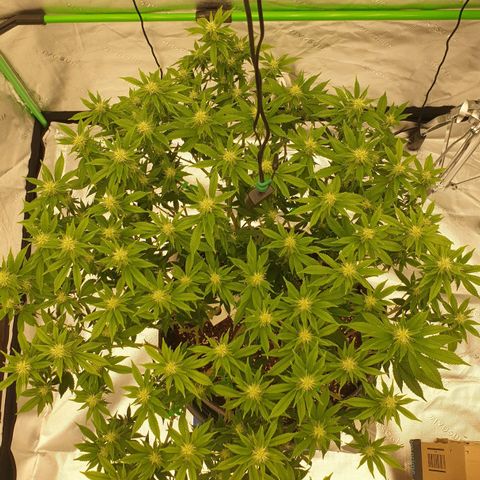 Das Baum projekt  growlog timeline photo