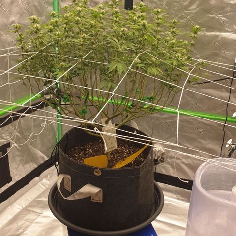Das Baum projekt  growlog timeline photo