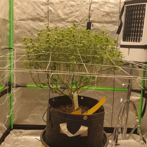 Das Baum projekt  growlog timeline photo