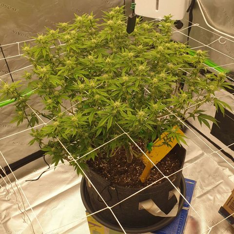 Das Baum projekt  growlog timeline photo