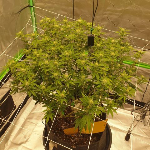 Das Baum projekt  growlog timeline photo