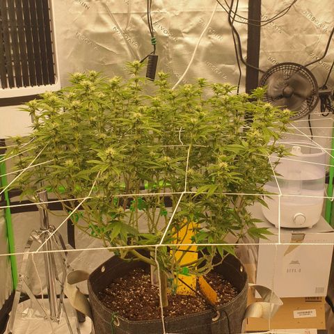 Das Baum projekt  growlog timeline photo