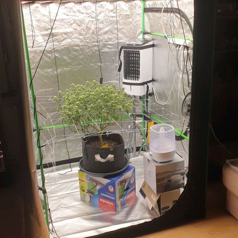 Das Baum projekt  growlog timeline photo