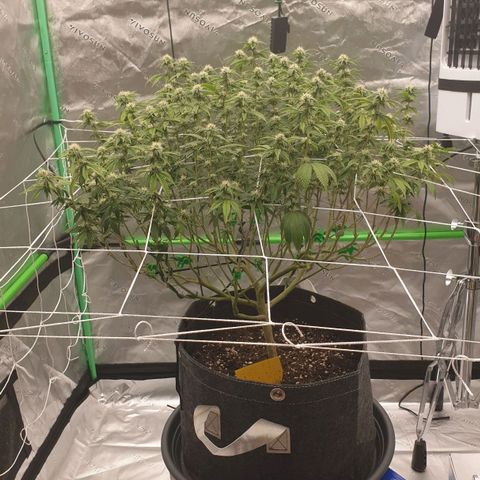 Das Baum projekt  growlog timeline photo