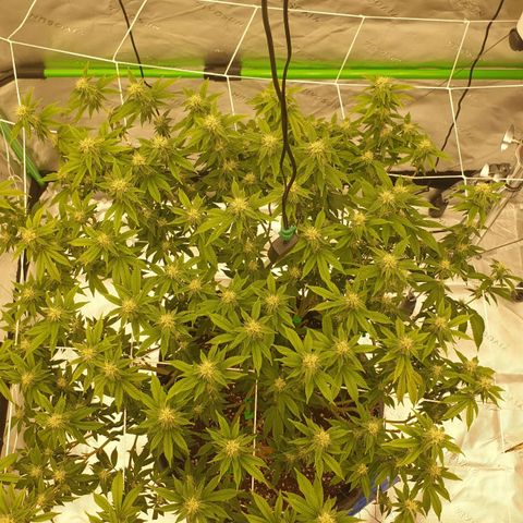 Das Baum projekt  growlog timeline photo