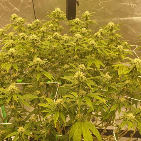 Das Baum projekt  growlog timeline photo