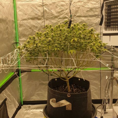 Das Baum projekt  growlog timeline photo