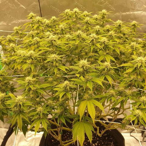 Das Baum projekt  growlog timeline photo
